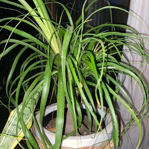 Ponytail Palm plant photo by Raydensmom named Hairy on Greg, the plant care app.