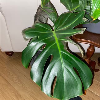 Monstera plant in Auckland, Auckland