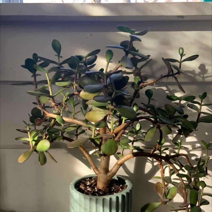 Jade plant photo by @SilkySandrose named jade on Greg, the plant care app.