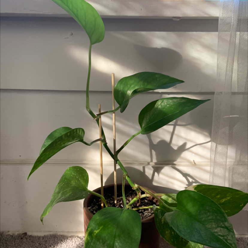 Taro Vine plant photo by @SilkySandrose named pothos on Greg, the plant care app.