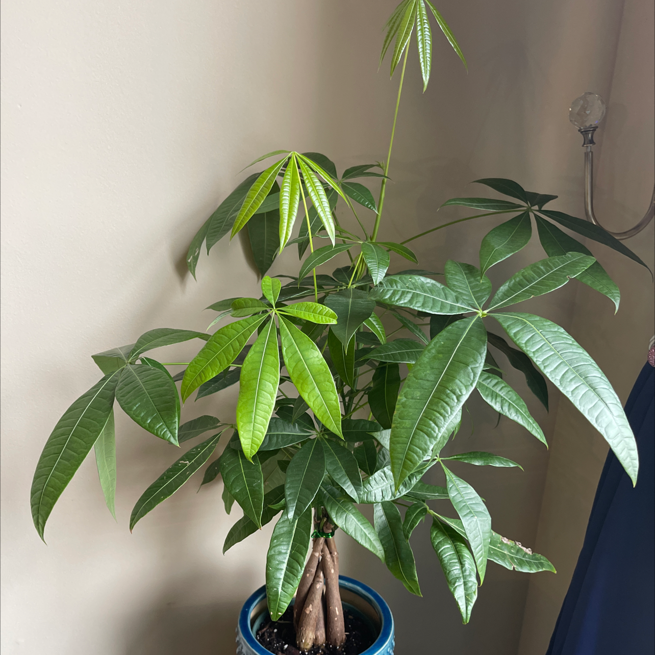 Money Tree plant photo by @BlkAngell named Hana on Greg, the plant care app.