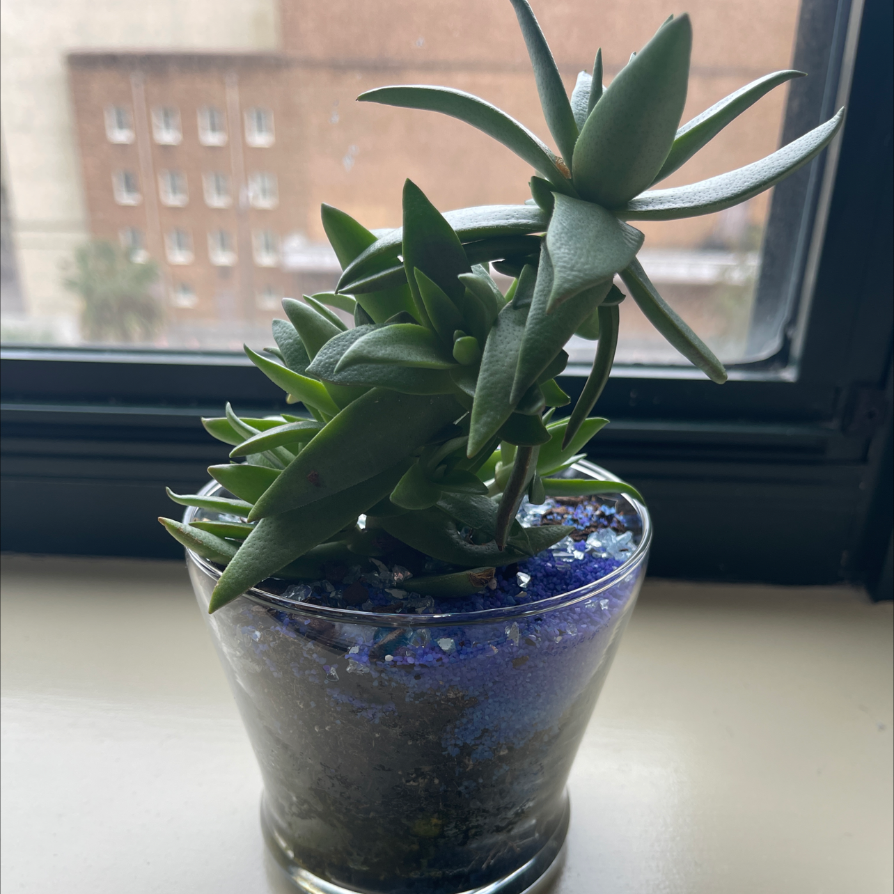 Hottentot Fig plant photo by @BlkAngell named Zada on Greg, the plant care app.