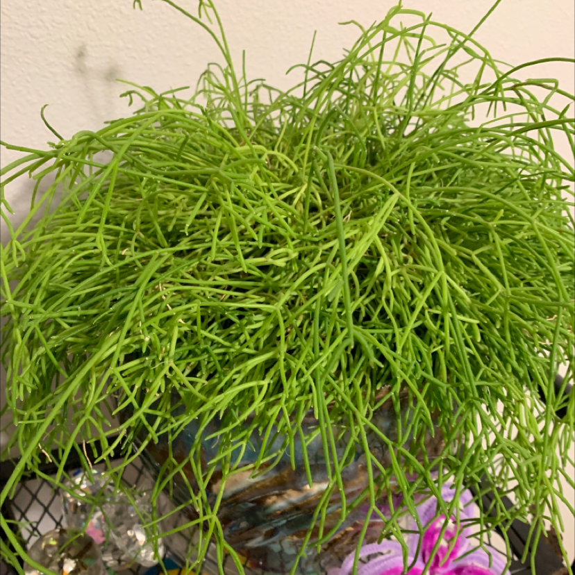 Mistletoe Cactus plant photo by @Ellie.H named Fuz on Greg, the plant care app.