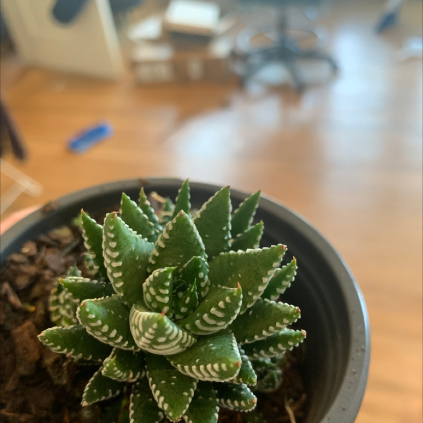 Short-Leaved Aloe plant in a small pot with vibrant green leaves and white markings.