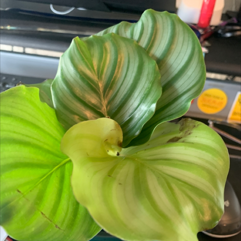 Calathea Orbifolia plant with broad, striped leaves showing some yellowing and browning.
