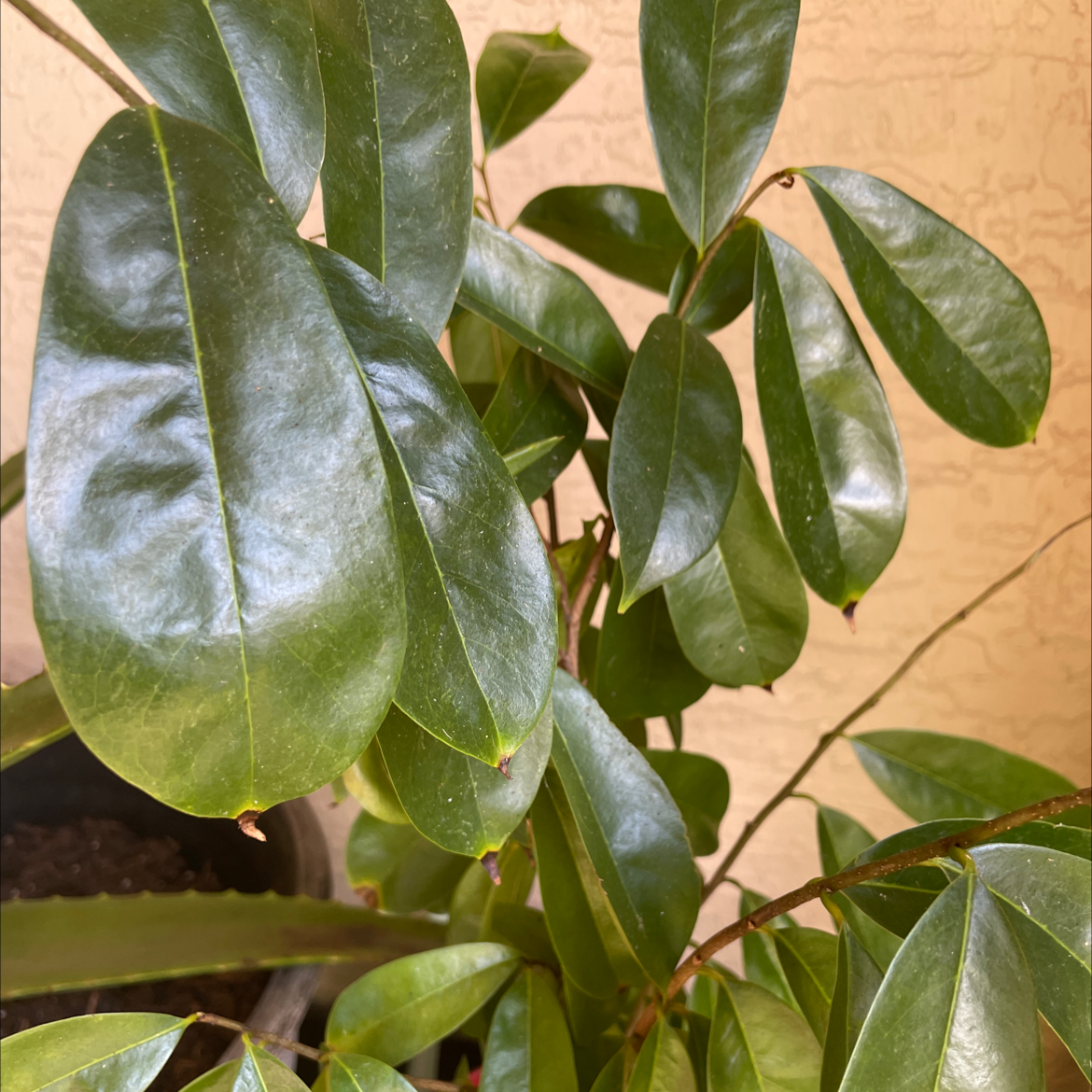 Image of a Soursop plant with broad, glossy green leaves. The plant appears healthy.