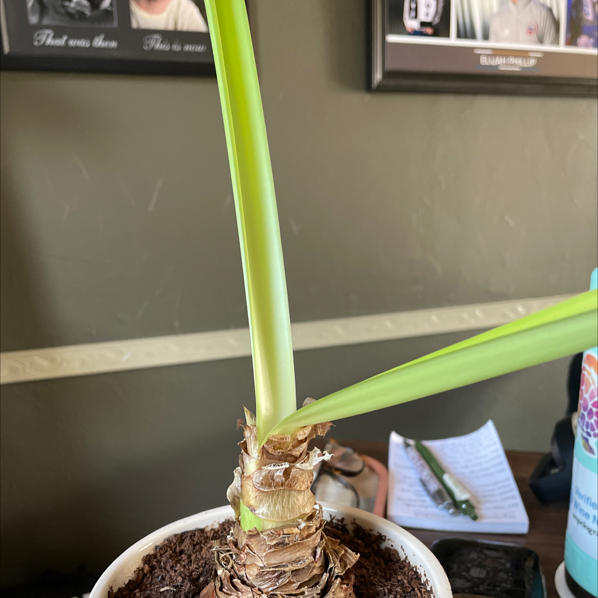 Hippeastrum 'Red Lion' plant with green leaves in a pot with visible soil.