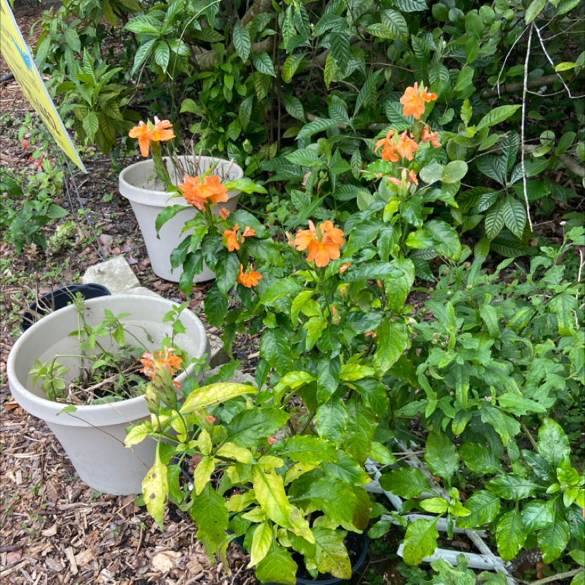 Firecracker Flower plant with orange flowers and some yellowing leaves in a garden setting.