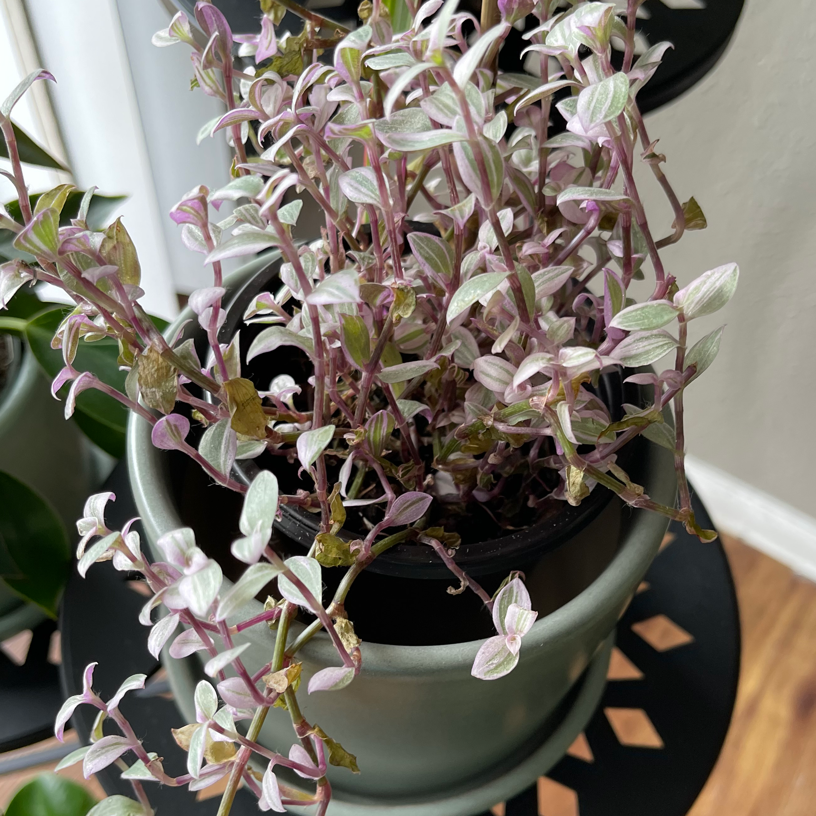 Pink Panther Tradescantia plant in a pot with variegated leaves showing signs of yellowing and browning.
