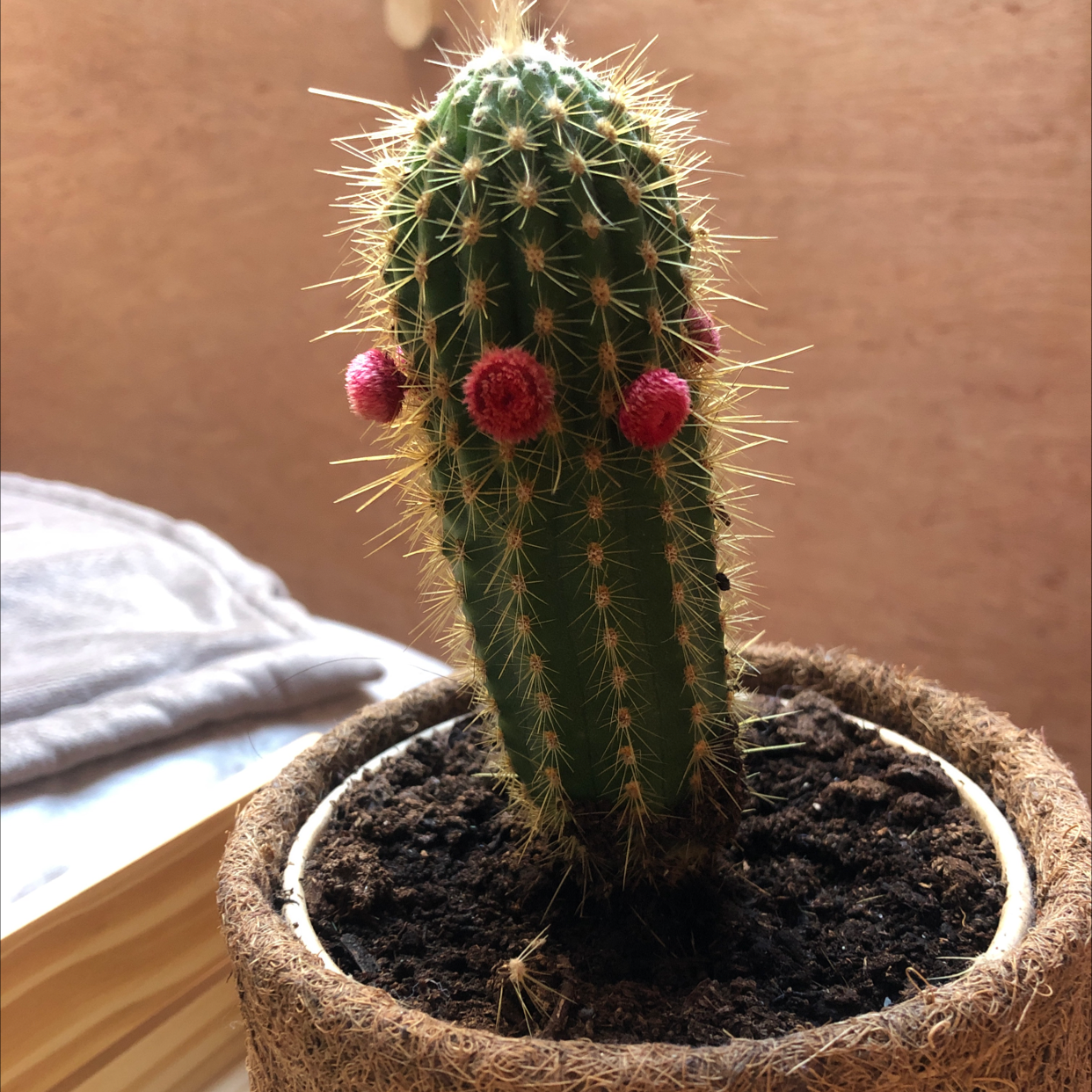 Cephalocereus polylophus cactus in a pot with visible soil, well-framed and in focus.