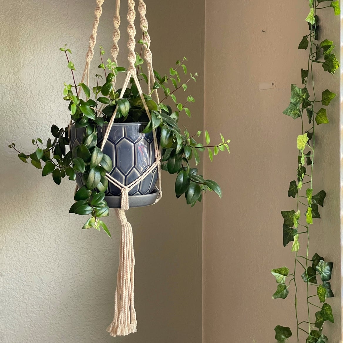 Common Lipstick Plant Problems