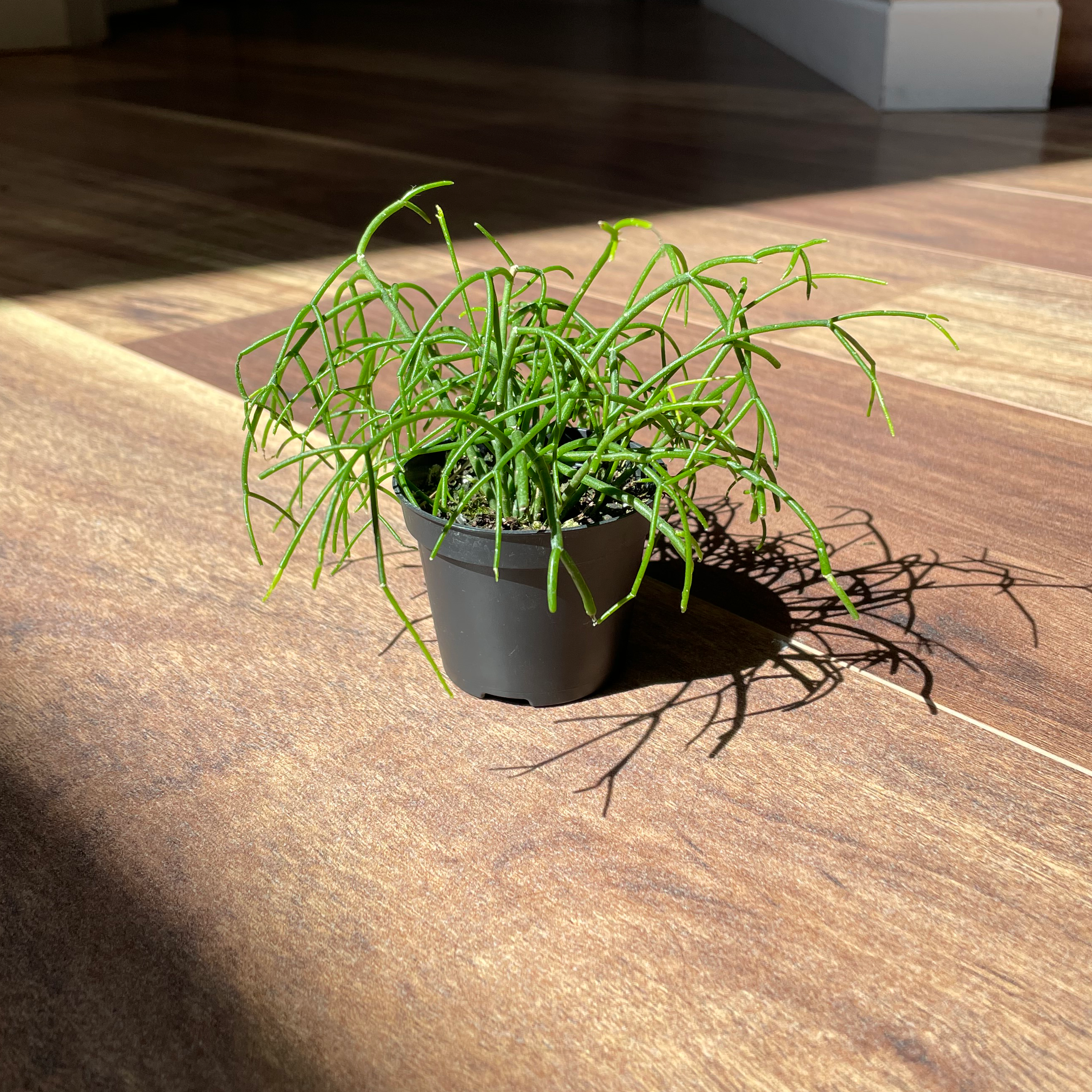 Healthy Mistletoe Cactus in a black pot on a wooden floor.