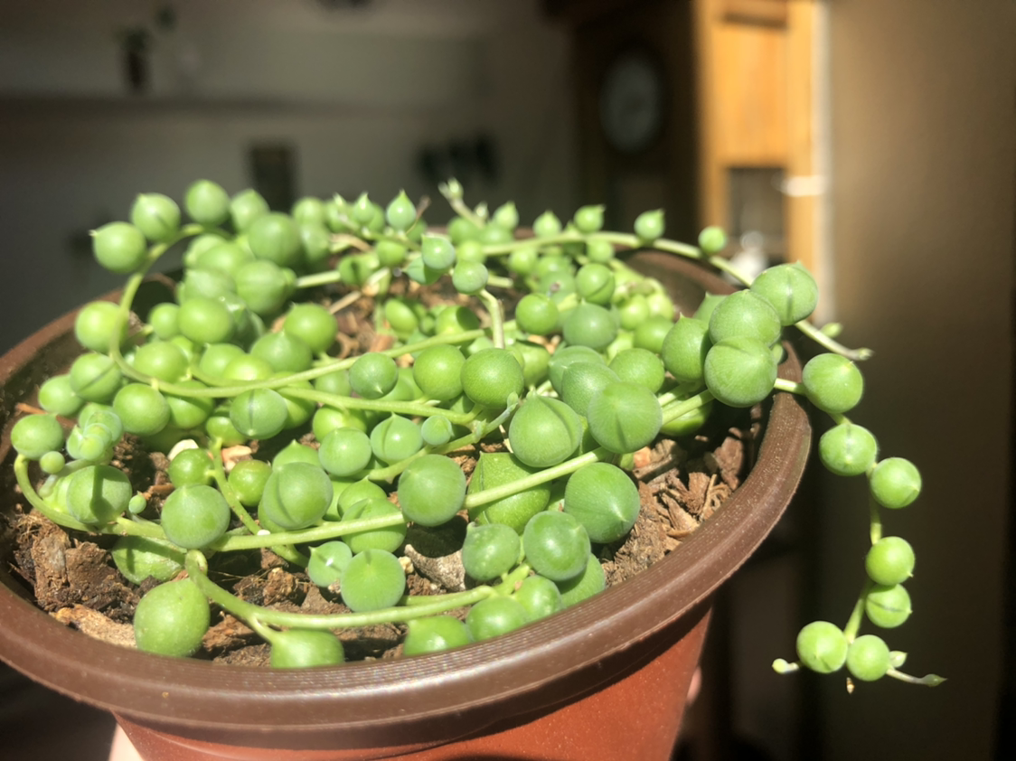 String of Pearls plant photo by @keetnasmith named Pearl the Whale on Greg, the plant care app.