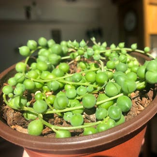 String of Pearls plant in Reno, Nevada