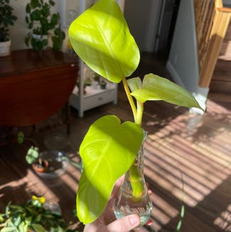 Golden Goddess Philodendron plant in Reno, Nevada