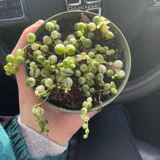 Variegated String of Pearls plant in Reno, Nevada