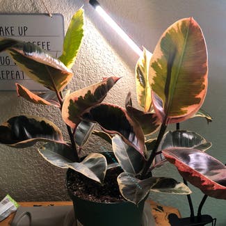 Variegated Rubber Tree plant in Reno, Nevada