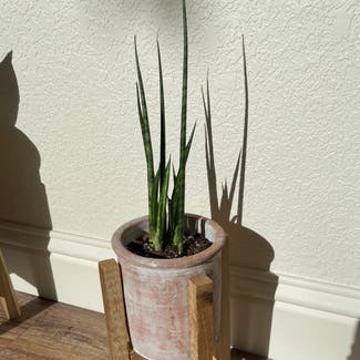 Cylindrical Snake Plant plant in Reno, Nevada