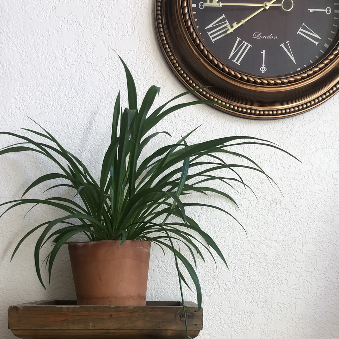 Photo of the plant species Spider Plant by @keetnasmith named Day 1 Homie on Greg, the plant care app