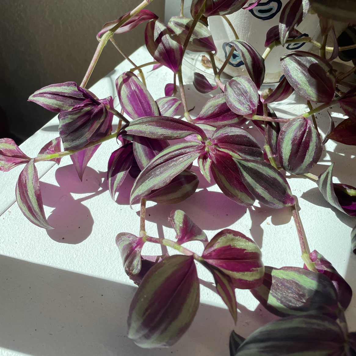 Spiderwort plant photo by @keetnasmith named Silvia on Greg, the plant care app.