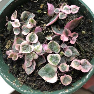 Variegated String of Hearts plant in Reno, Nevada