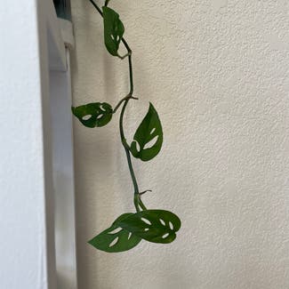 Window Leaf plant in Reno, Nevada