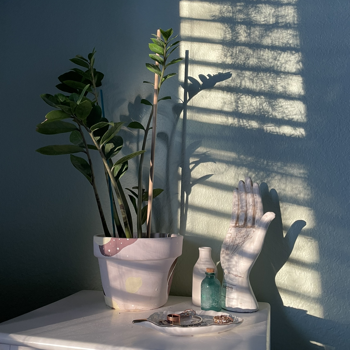 Zamioculcas Zamiifolia plant photo by @keetnasmith named Aphrodita on Greg, the plant care app.