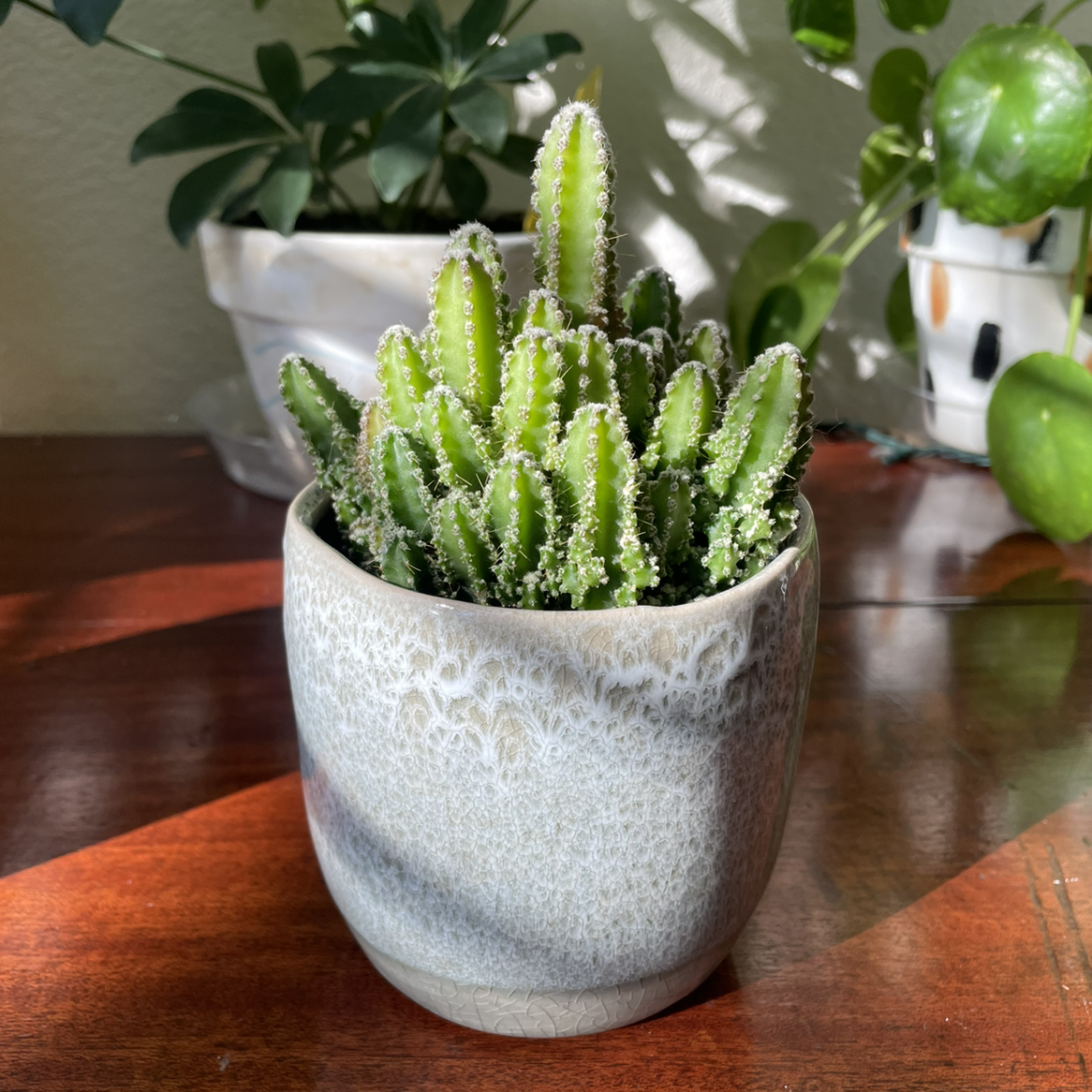 Fairy Castle Cactus in a ceramic pot with other plants in the background.