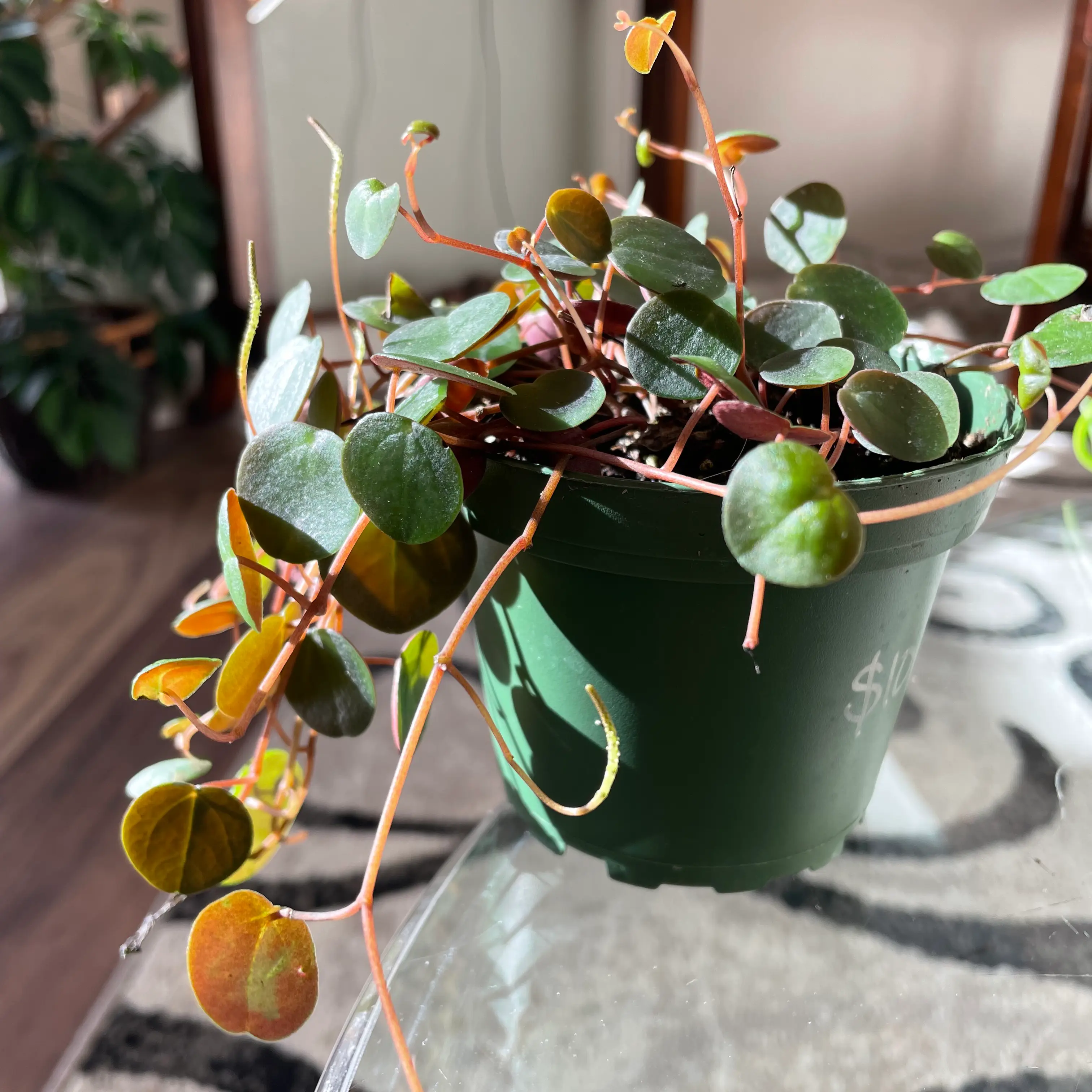 Peperomia 'Ruby Cascade' plant in a green pot with vibrant leaves.