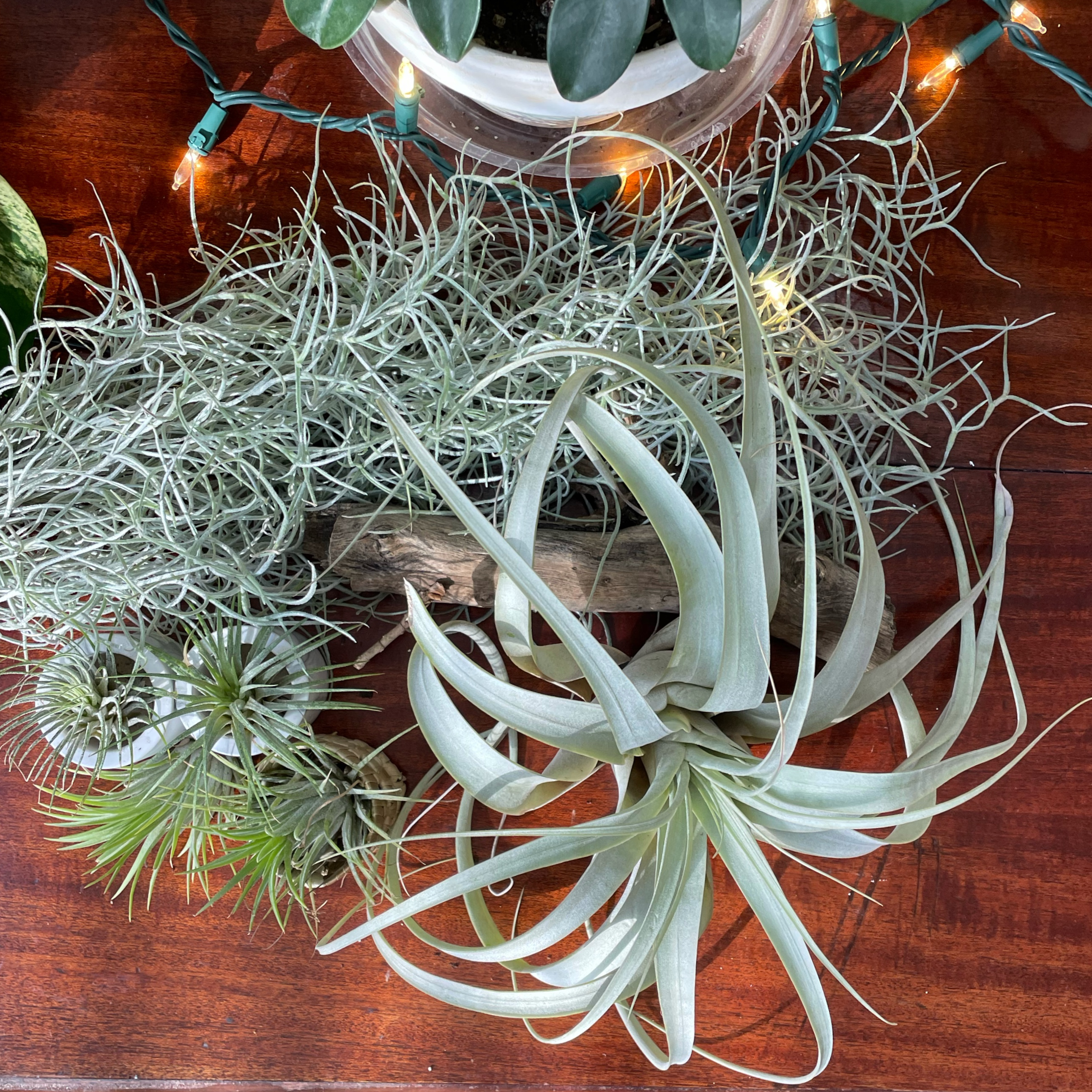 Tillandsia Xerographica plant along with other air plants on a wooden surface.