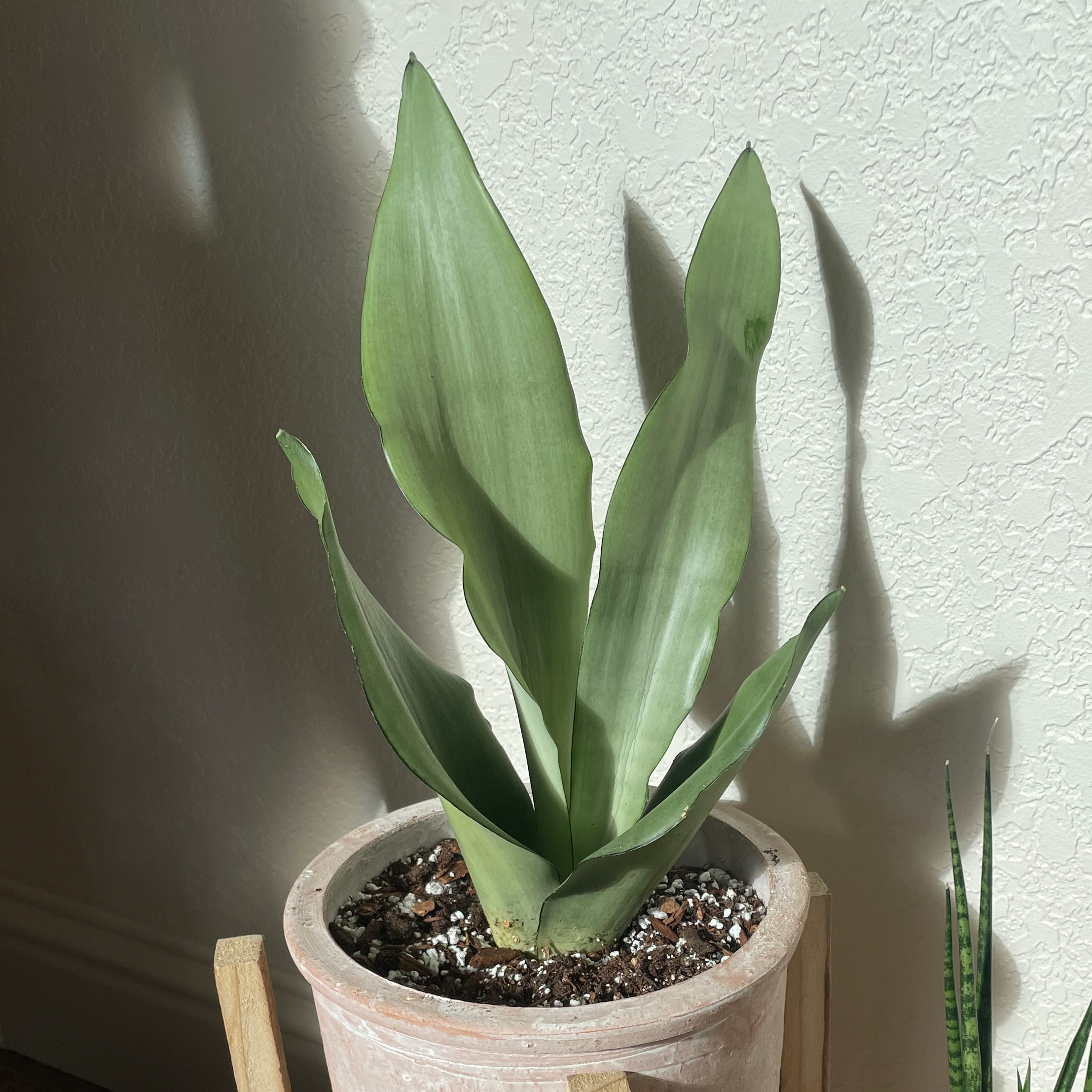Silver Snake Plant in a pot with healthy, upright leaves.