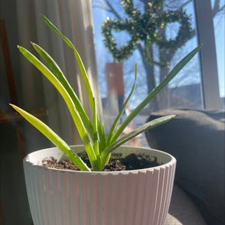 Aloe Vera plant in St. Clair Shores, Michigan