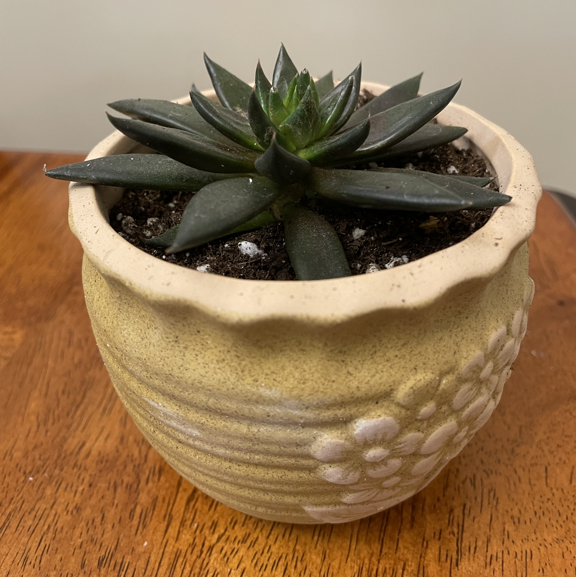 Potted Echeveria 'Black Knight' succulent in a decorative pot on a wooden surface.