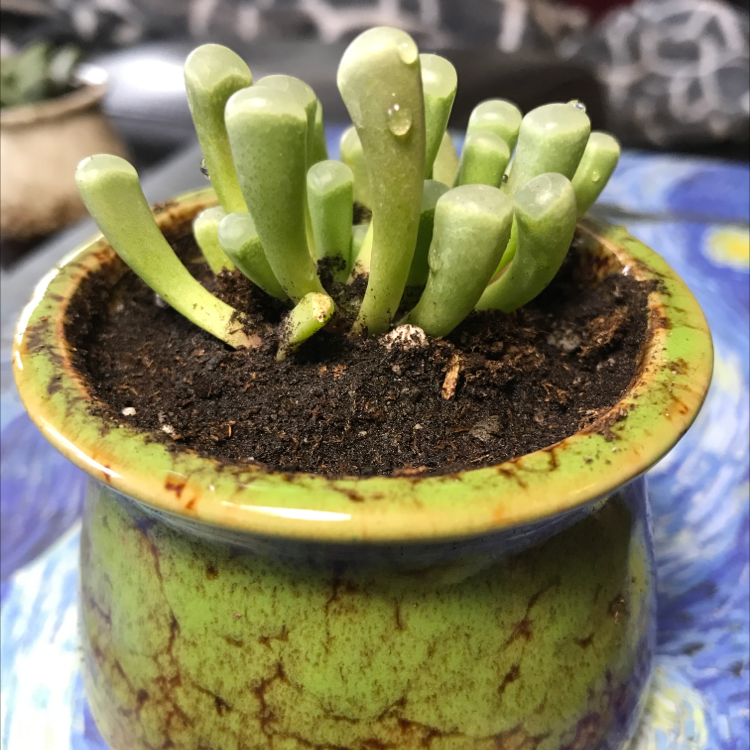 Healthy Baby Toes (Fenestraria rhopalophylla) succulent in a small pot with visible soil.