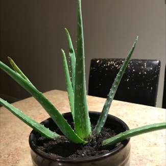 Aloe vera plant in Winnipeg, Manitoba