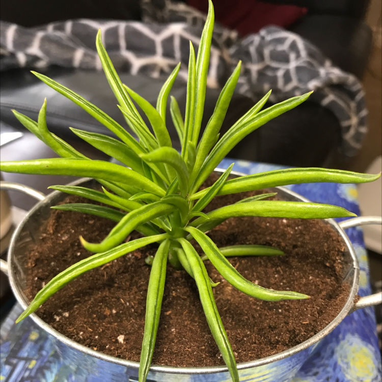 Pincushion Peperomia plant photo by @Rxmom named Barcelona on Greg, the plant care app.