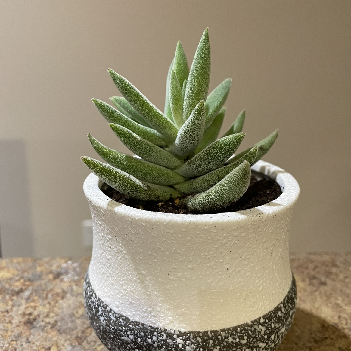 Photo of the plant species Crassula mesembryanthemoides by @Rxmom named 7 on Greg, the plant care app
