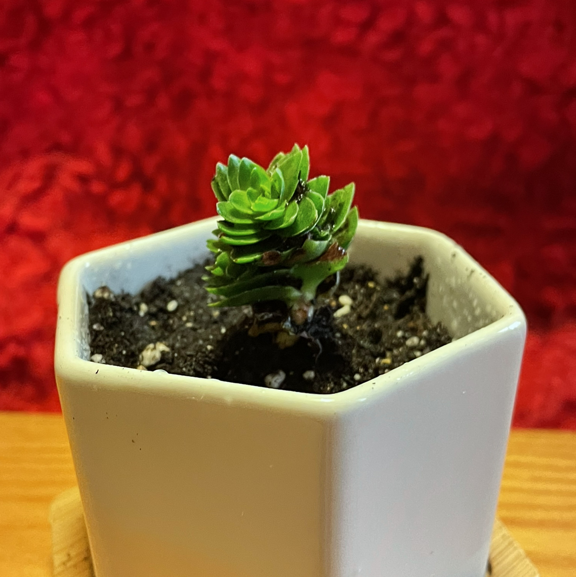 Crassula 'Estagnol' plant photo by @Rxmom named B1 on Greg, the plant care app.