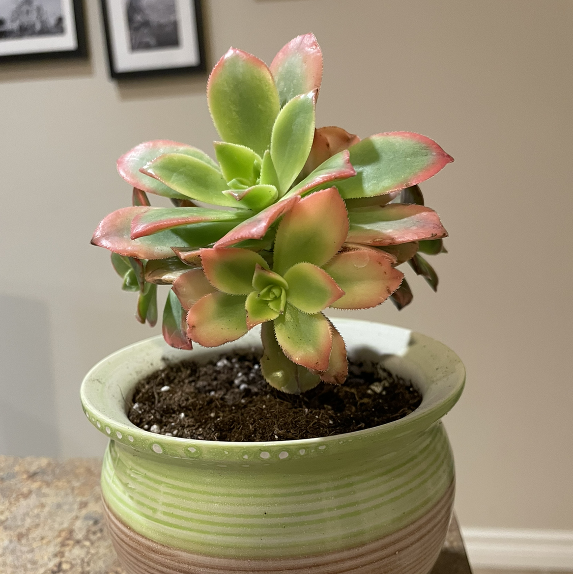 Potted Aeonium 'Kiwi' plant with vibrant green and pink-tipped leaves.