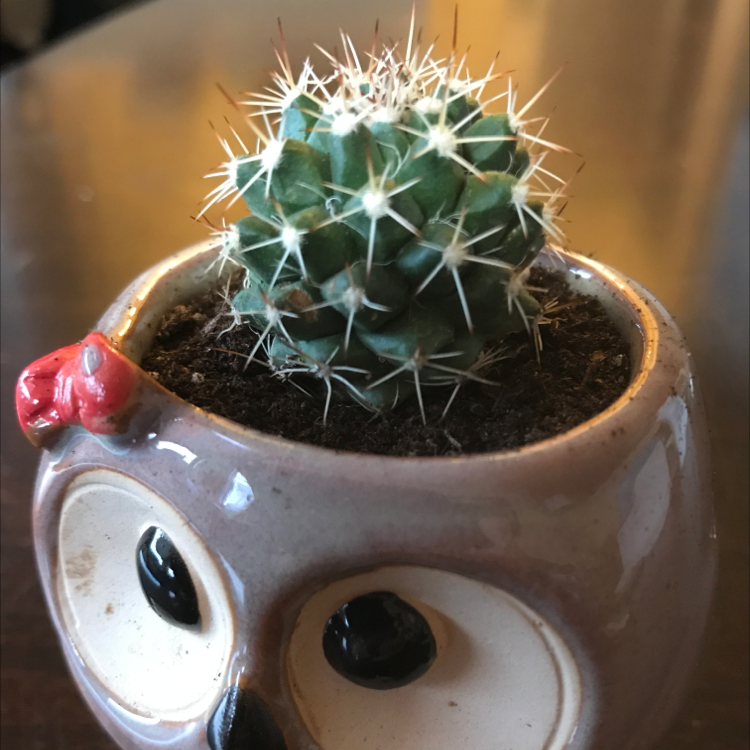 Mexican Pincushion cactus in an owl-shaped pot with visible soil.