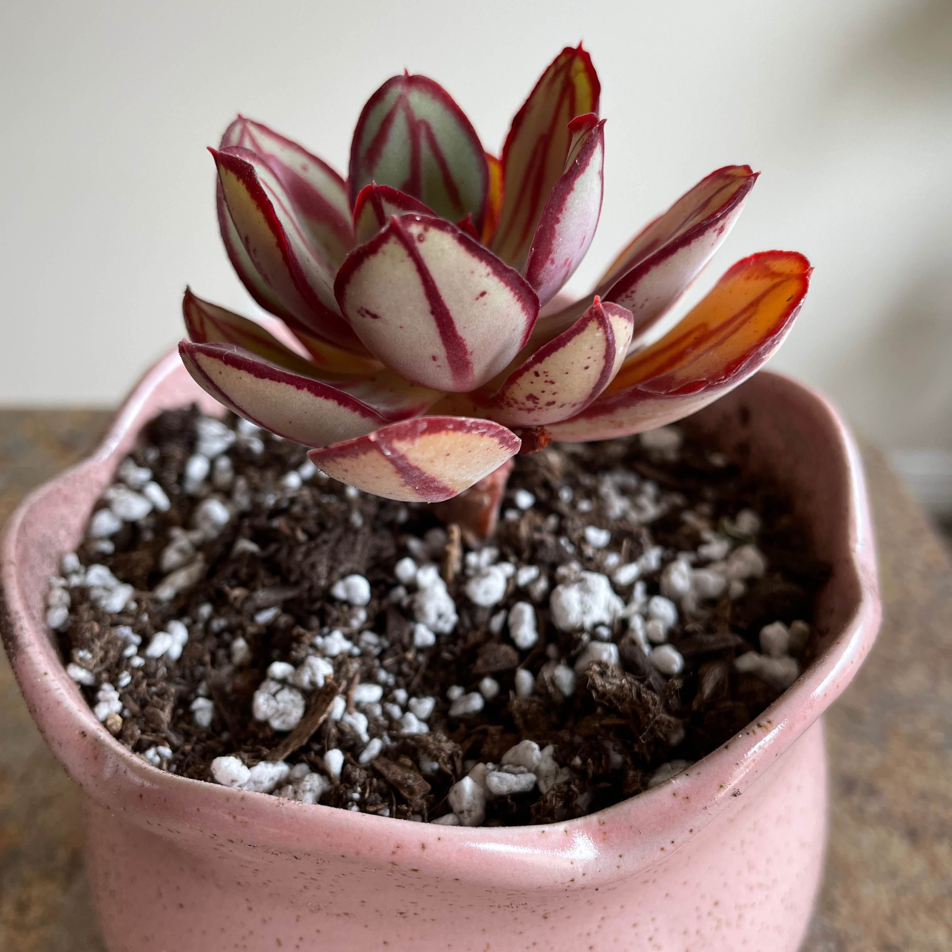 Photo of the plant species Painted Echeveria by @Rxmom named 7 A on Greg, the plant care app