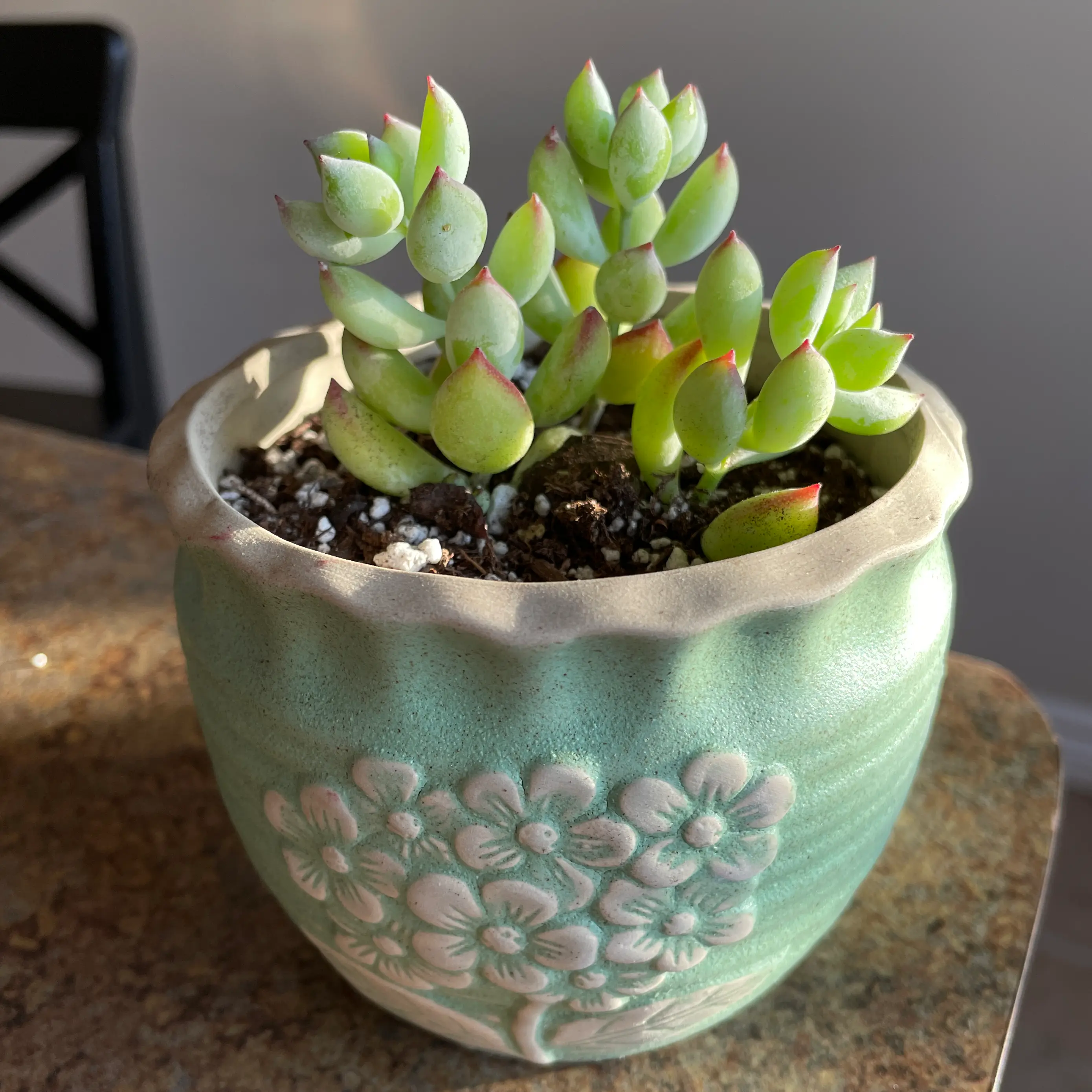 Photo of the plant species Cliff Cotyledon by @Rxmom named 10 on Greg, the plant care app