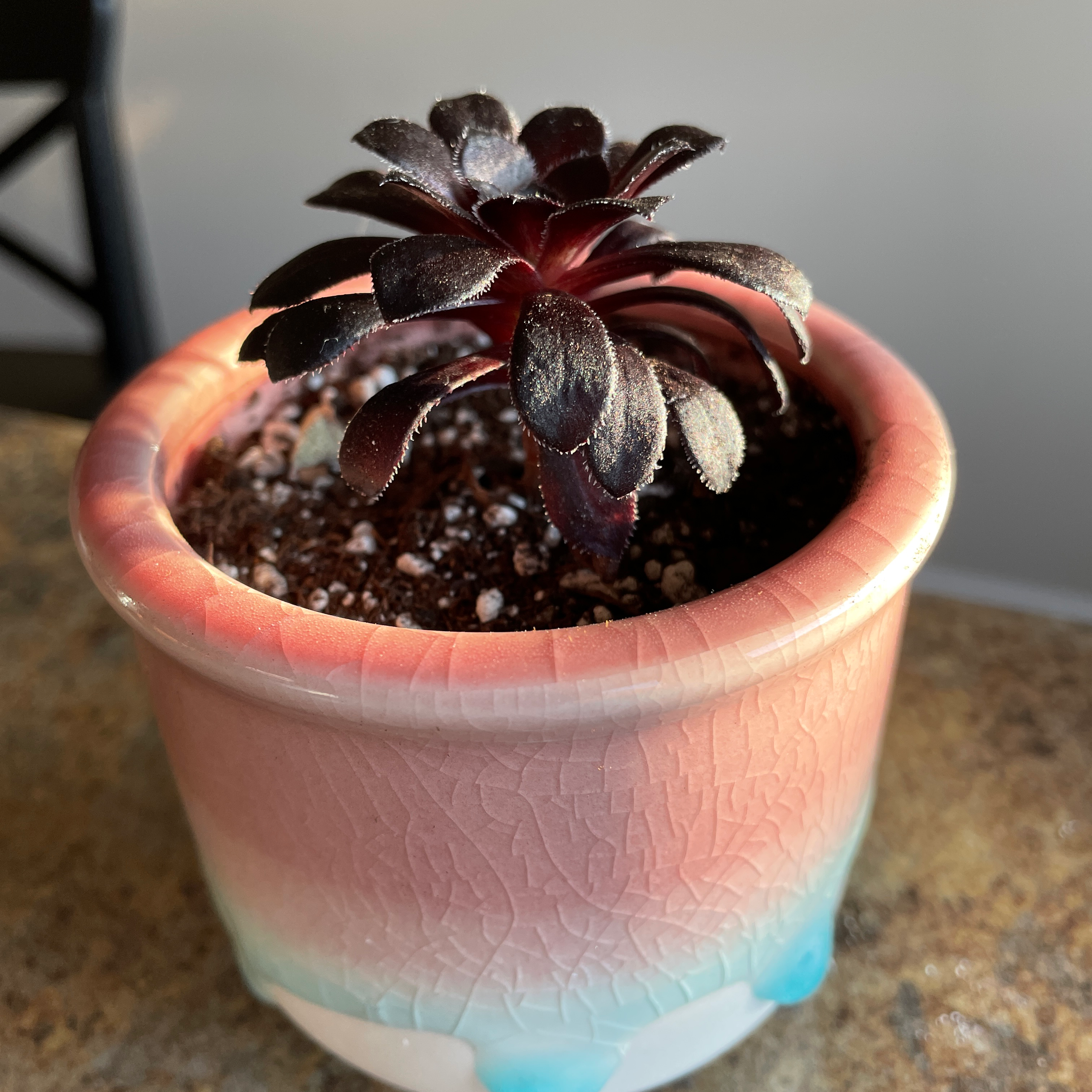 Aeonium arboreum 'Zwartkop' in a decorative pot with visible soil.