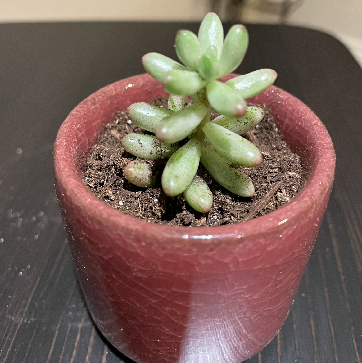 Aurora Pink Jelly Bean succulent in a red pot with visible soil.