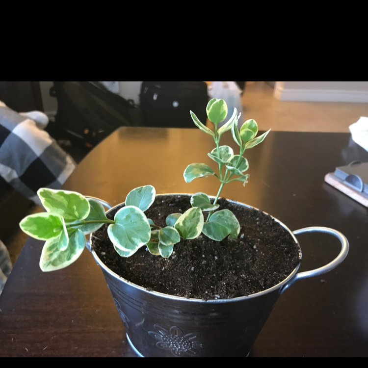 A hand holding up a healthy potted Greater Periwinkle plant with unique white-bordered leaves in dark soil.