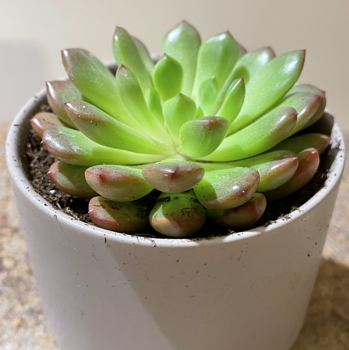 Graptoveria 'Bashful™' plant photo by @Rxmom named Ross on Greg, the plant care app.