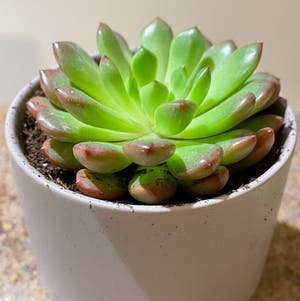Bashful™ Graptoveria plant photo by @Rxmom named Ross on Greg, the plant care app.