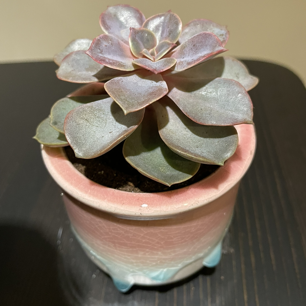 Potted Echeveria 'Perle von Nurnberg' succulent with healthy leaves.