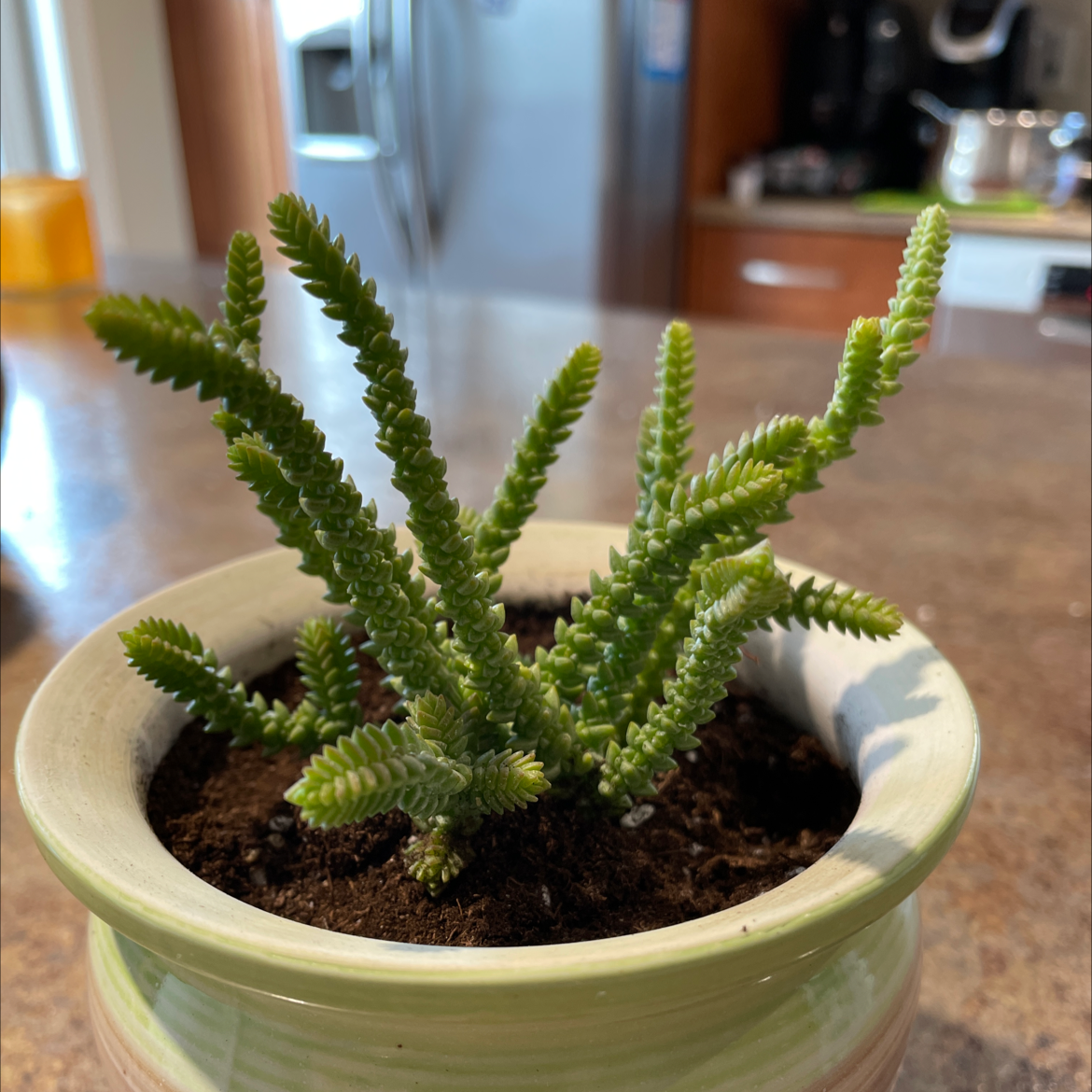 Rattail Crassula plant in a pot on a kitchen counter, healthy green stems.