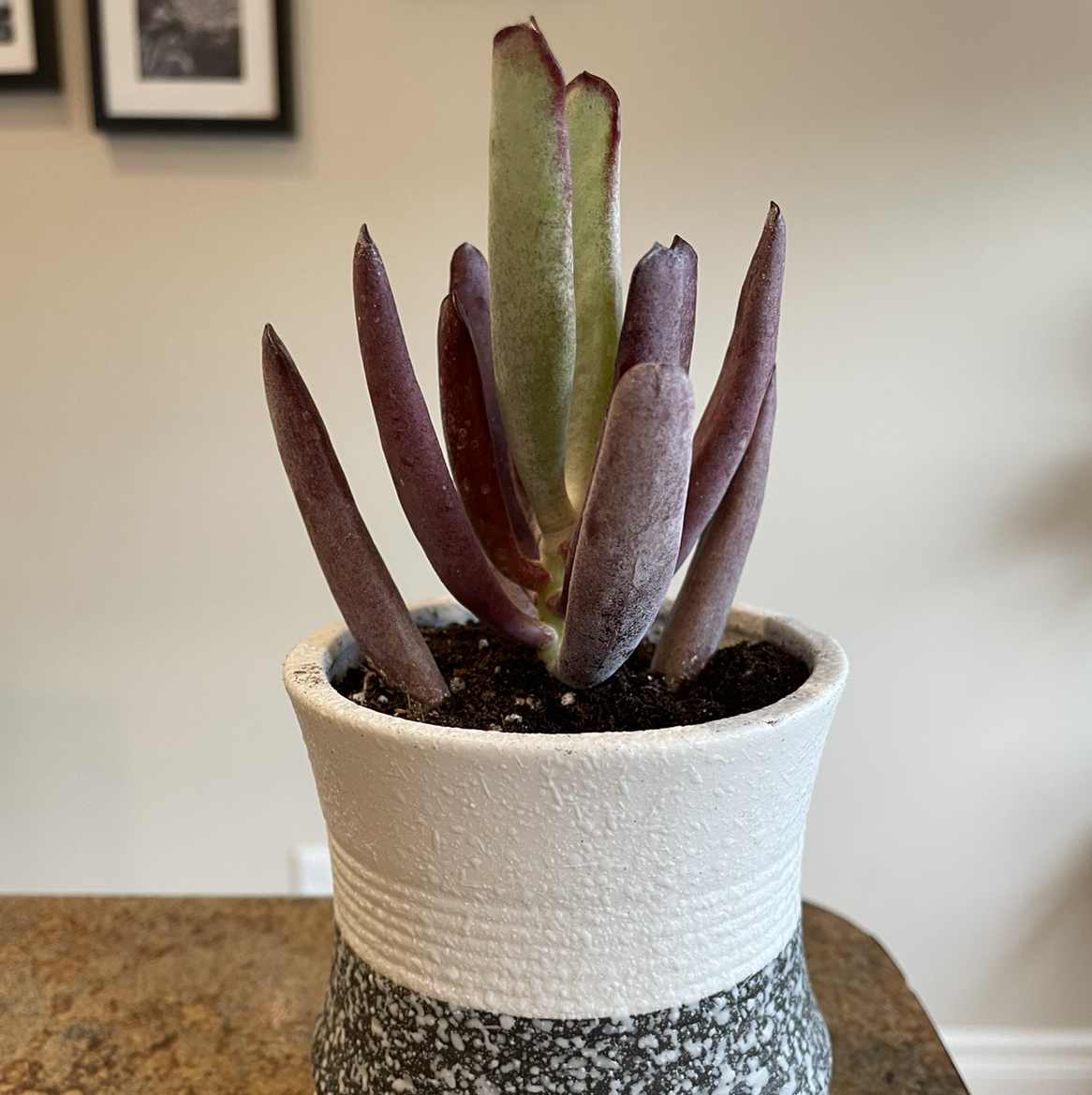 Photo of the plant species Cotyledon 'Burgundy Ice' by @Rxmom named 2 Aragorn on Greg, the plant care app